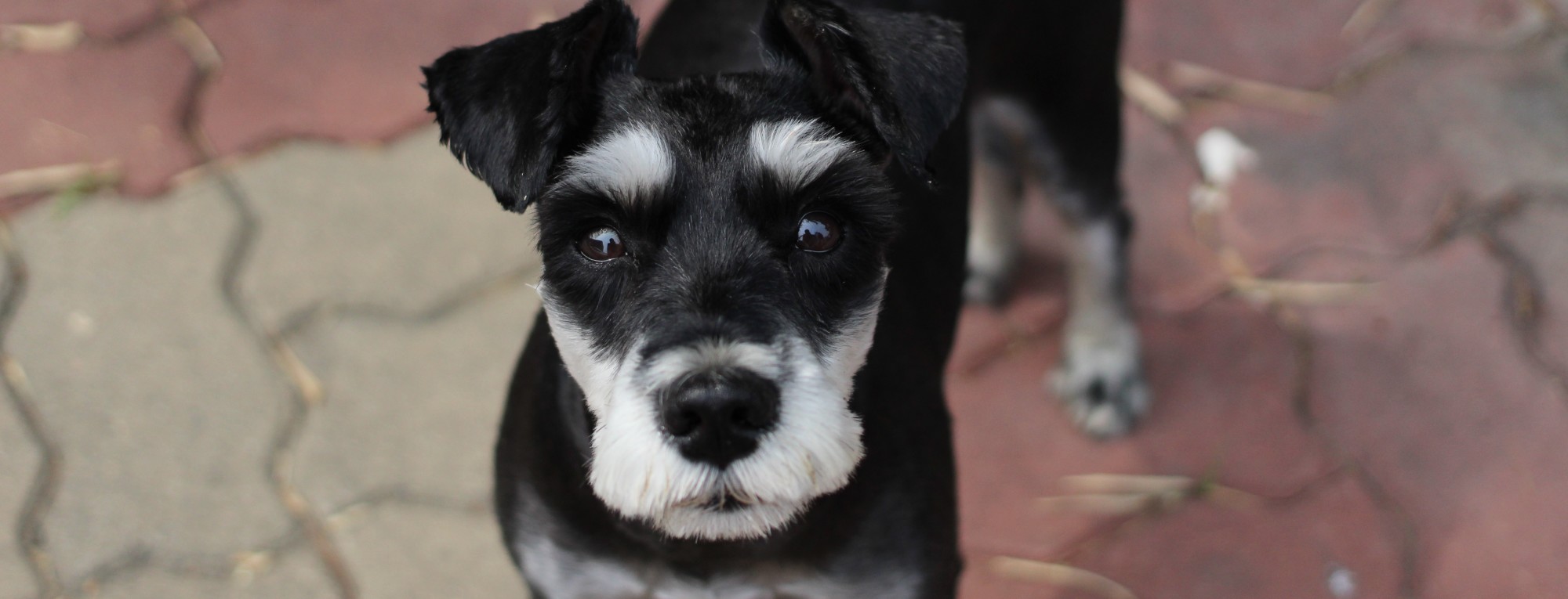 Doc-Dog